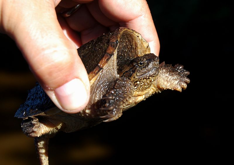 File:Adirondacks - Snapping Turtle - 2.JPG