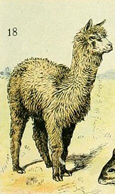 A drawing of a Huacaya alpaca. Adolphe Millot mammiferes C alpaca.jpg