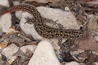 <span class="mw-page-title-main">Neiba agave sphaero</span> Species of lizard