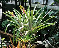 Aechmea aquilega