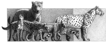 Lokotunjailurus (far right) and other Late Miocene African carnivorans Africa - the evolution of a continent and its large mammal fauna (2006) fig. 11.png