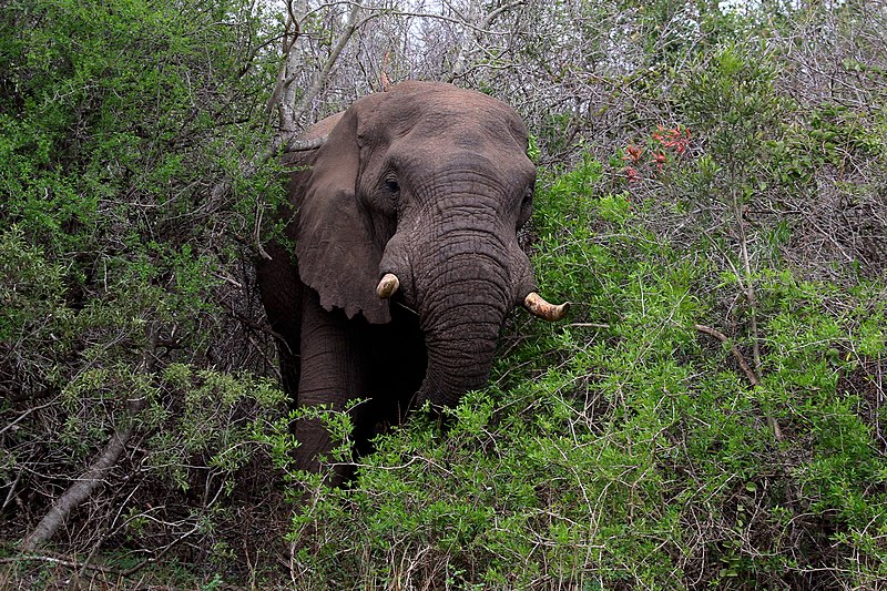 File:African elephant (Loxodonta africana) in bush.jpg
