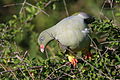 African green pigeon, Treron calvus, Kruger main road near Punda Maria turn-off, Kruger National Park, South Africa (26120090382).jpg