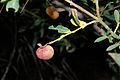 Agalla de Pontania viminalis sobre Salix purpurea