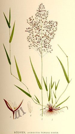Agrostis tenuis.jpg