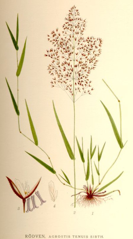 Tập_tin:Agrostis_tenuis.jpg