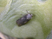 Agrotis puta 190507.jpg