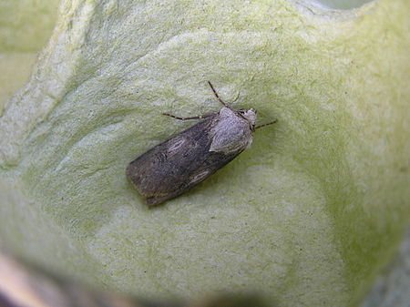 Agrotis_puta