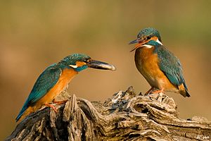 Alcedo Atthis: Tassonomia, Distribuzione e habitat, Descrizione