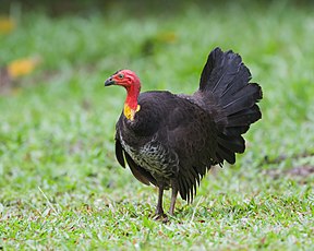 Buschhuhn (Alectura lathami)