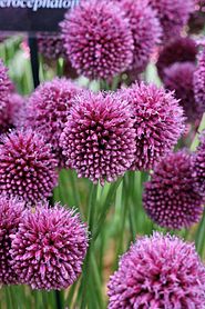 Allium sphaerocephalon 1.jpg