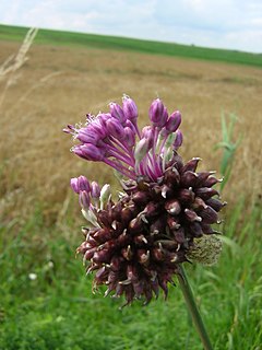 Dirvinis česnakas (Allium vineale)