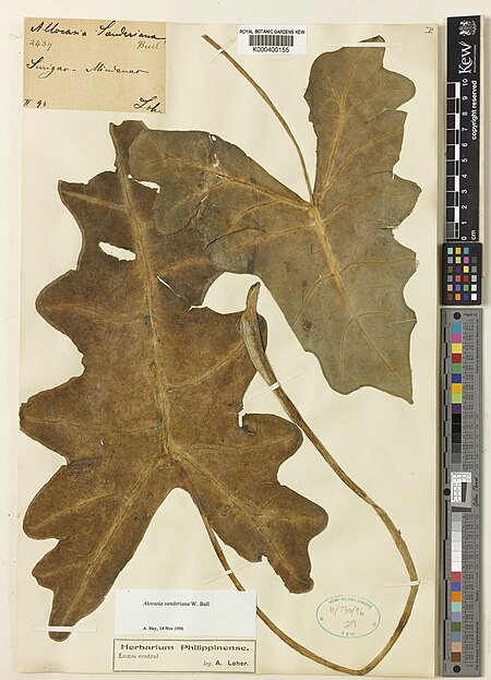 Fail:Alocasia_Sanderiana_W._Bull_(Kew_Herbarium_Catalogue_Specimen_K000400155).jpg