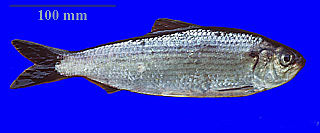 Alewife (fish) Species of North American shad