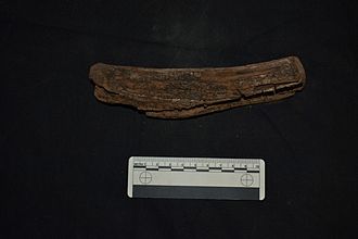 2. Wood found in association with the Acheulian at Amanzi Springs Amanzi-wood-1024x682.jpg