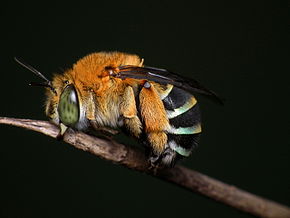 Beschrijving van de afbeelding Amegilla cingulata 4.jpg.