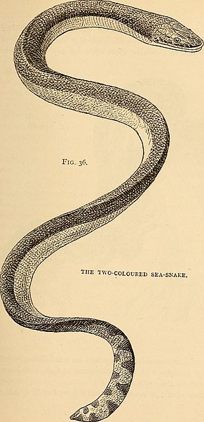 File:American types of animal life (1894) (18162811901).jpg