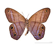 Museum specimen ♂ △ - Ventral side