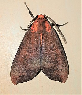 <i>Ammalo ammaloides</i> Species of moth