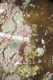 fossile d'ammonite ou l'on peut apercevoir en blanc la coquille (photo microscope agrandissement x240)