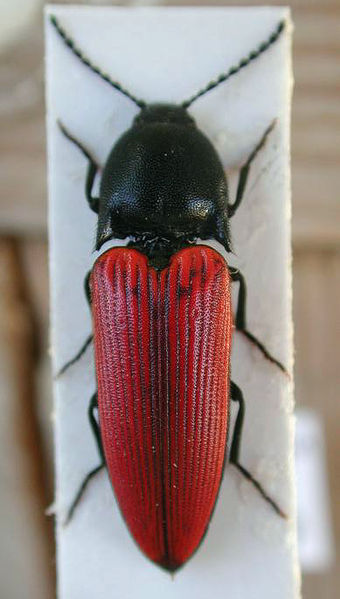 File:Ampedus sanguineus1.jpg