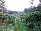 An overgrown path towards Townhead - geograph.org.uk - 4127449.jpg