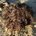 Anastatica, a North African desert tumbleweed