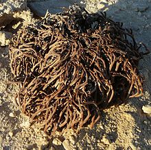 Anastatica, a North African desert tumbleweed Anastatica hierochuntica.jpg
