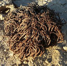 Tumble Weed Harvest, Batch of wind harvested tumbleweed whi…