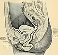 Thumbnail for File:Anatomy, descriptive and applied (1913) (17574690404).jpg