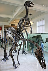 Skeletons (AMNH 5730, left, and AMNH 5886, right), first mounted in the American Museum of Natural History in 1908. Anatotitan copei.jpg