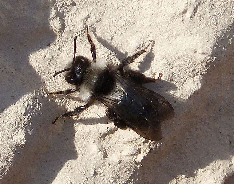 File:Andrena cineraria (Ashy Mining-bee)...sunbathing - Flickr - gailhampshire.jpg