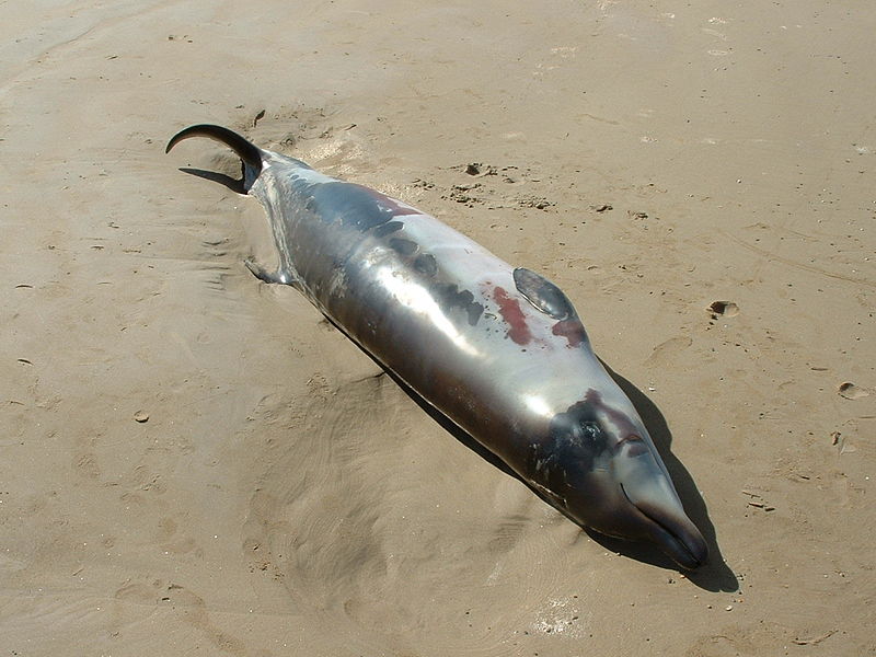 File:Andrews' Beaked Whale (neonate, beachwashed).JPG