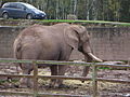 olifant (Aiwêye)