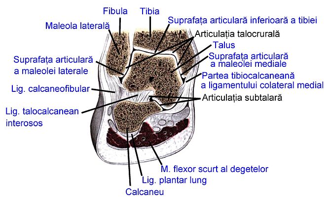 Articulația talocrurală și articulația subtalară; secțiune frontală (după Sobotta's Atlas and Text-book of Human Anatomy 1909)