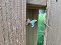 Neotibicen cicada moulting