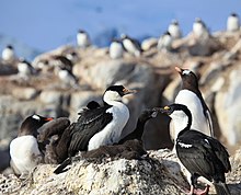 Cormorans antarctiques à Jougla Point, Antarctica.jpg