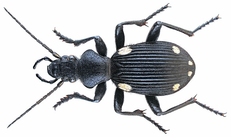 File:Anthia hexasticta (Gerstaecker, 1866) (3258162444).jpg