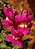 Antirrhinum majus-Flower 02.jpg