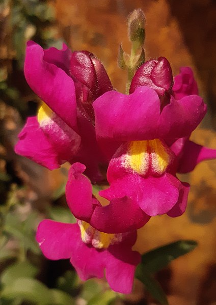 File:Antirrhinum majus-Flower 02.jpg