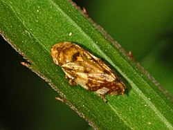Aphrophoridae - Philaenus spumarius-1.JPG