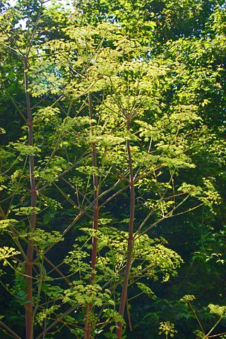 <i>Peucedanum verticillare</i> Species of flowering plant