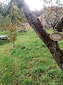 On the tree Apple cultivars in Priorwood Gardens in Melrose Scotland Ribston Pippin.jpg