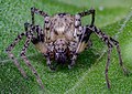 * Nomination Wall spider (Dictyna civica), Munich, Germany --Poco a poco 07:57, 7 December 2020 (UTC) * Promotion  Support Good quality. --Ermell 09:21, 7 December 2020 (UTC)