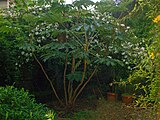 Tetrapanax papyrifer at the botanical garden of Villa Durazzo-Pallavicini, Genoa