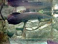 Arapaima gigas