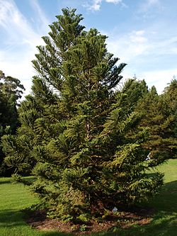 Araucaria biramulata