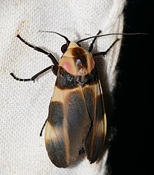 Arctiid Moth (Cratoplastis rectiradia) (39165513444) .jpg