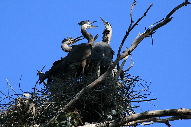 File:Ardea herodias at the nest 4.jpg