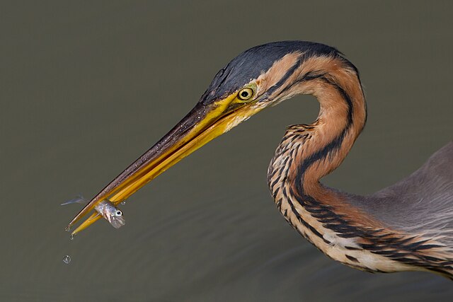 Рыжая цапля (Ardea purpurea), поймавшая судака (Sander lucioperca)